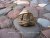 protected,cast brass